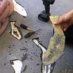 fish_fl_closeup