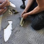 fish_fl_closeup