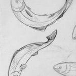 fish_fl_closeup