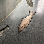 fish_fl_closeup